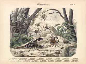 Skorpione und Spinnen, um 1860